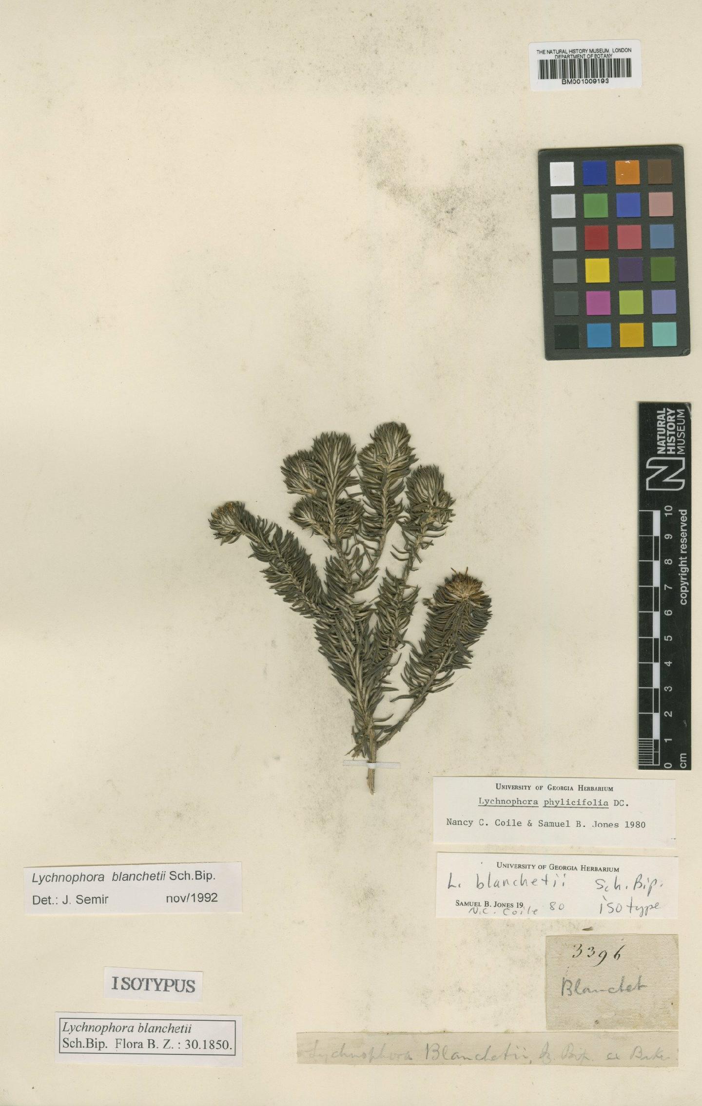 To NHMUK collection (Lychnophora blanchetii Sch.Bip.; Isotype; NHMUK:ecatalogue:557230)