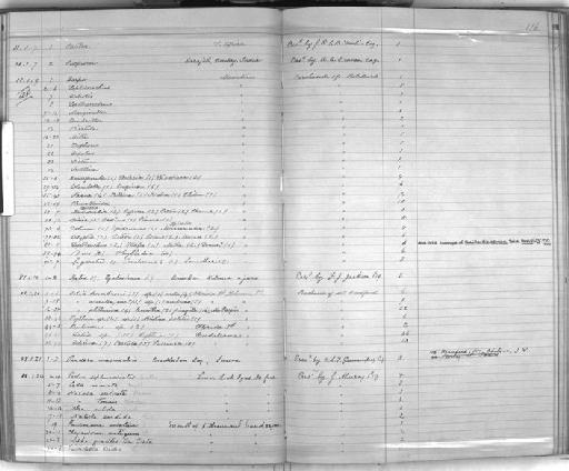 Phyllidia baccata Pruvot-Fol, 1957 - Zoology Accessions Register: Mollusca: 1884 - 1893: page 116