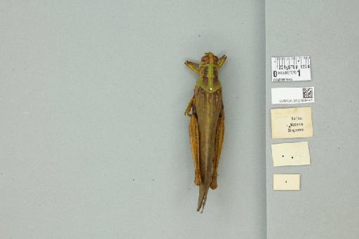 Valanga nigricornis sumatrensis Uvarov, 1923 - 012498441_reverse_1