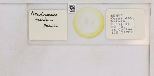 Pseudococcus occiduus De Lotto, 1961 - 010715242__