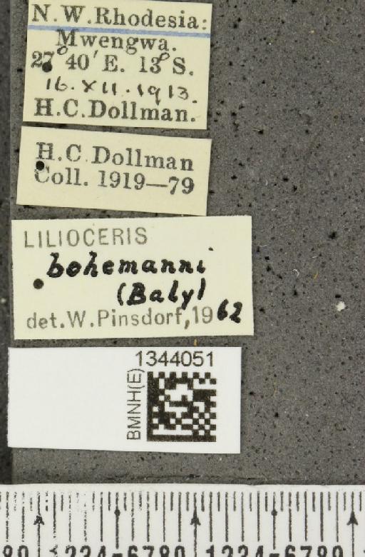 Lilioceris (Lilioceris) bohemani (Baly, 1863) - BMNHE_1344051_label_14577