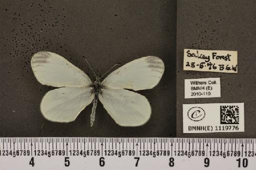 Leptidea sinapis sinapis Linnaeus, 1758 - BMNHE_1119776_74571