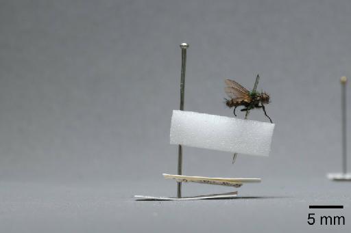 Sarcophaga (Myorhina) nigriventris Meigen, 1826 - 015091926_lateral