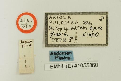 Ancylis pulchra Butler - Archips_pulchra_Butler_1879_Holotype_BMNH(E)#1055360_image002