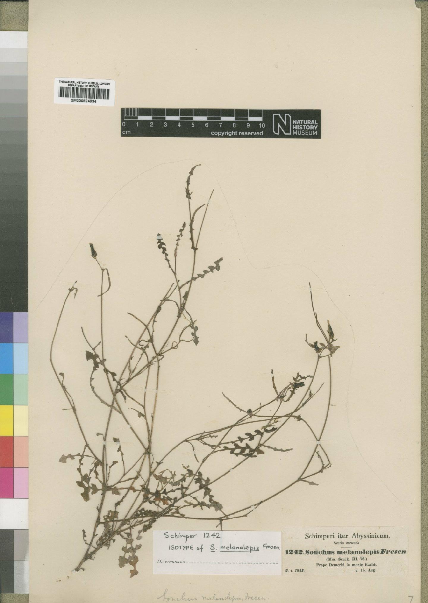 To NHMUK collection (Sonchus melanolepis Fresen.; Type; NHMUK:ecatalogue:4553830)