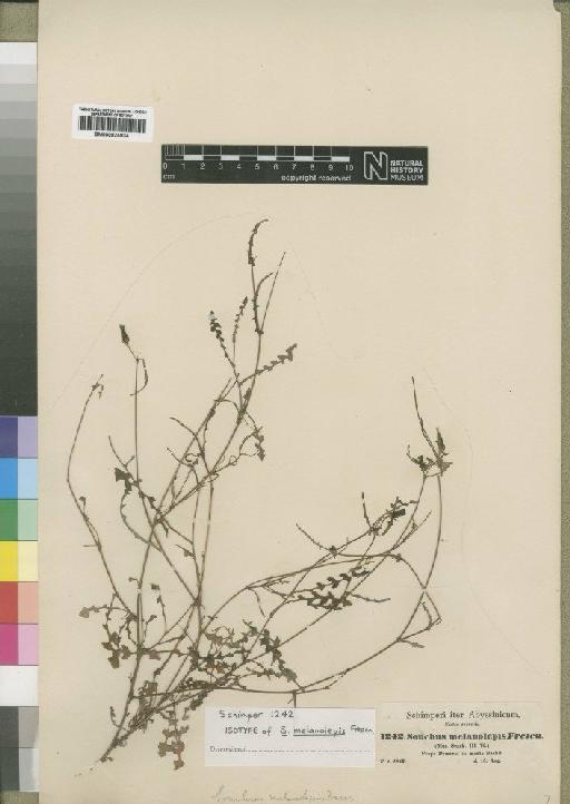 Sonchus melanolepis Fresen. - BM000924934