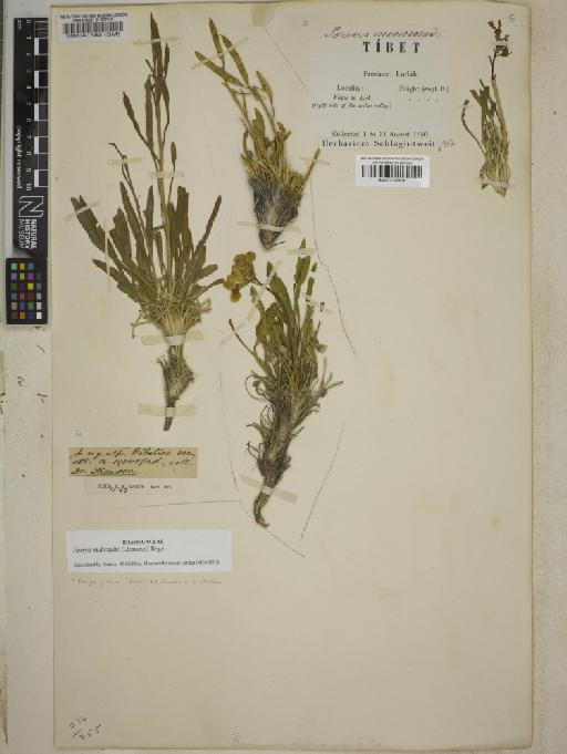 Parrya glabra (Royle) D.A.German & Al-Shehbaz - BM001122816