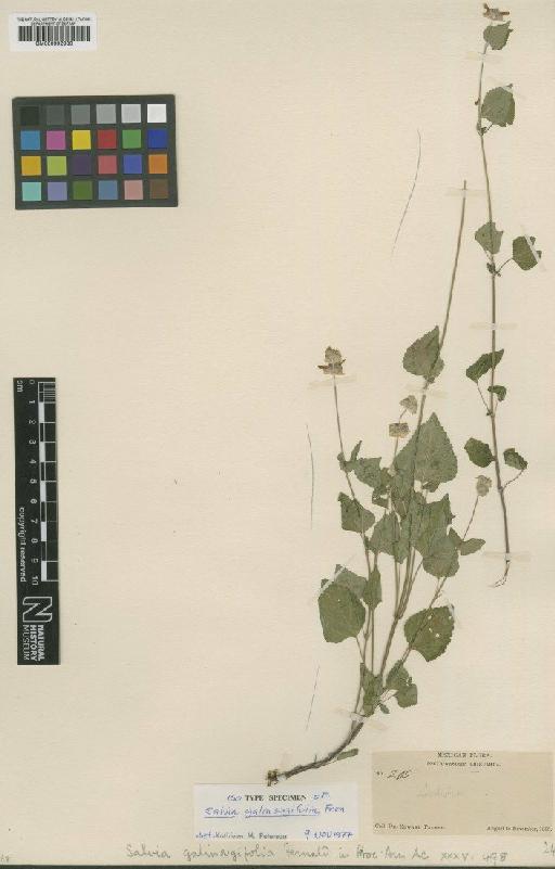 Salvia galinsogifolia Fernald - BM000992980