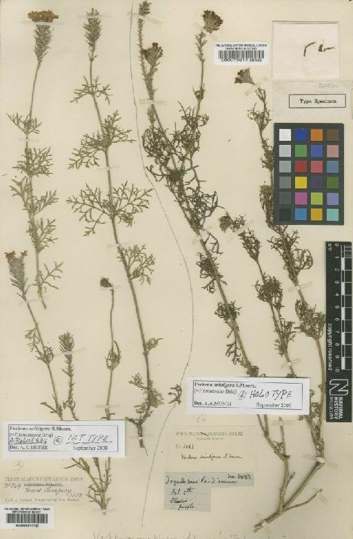 Verbena aristigera Moore - BM000817720