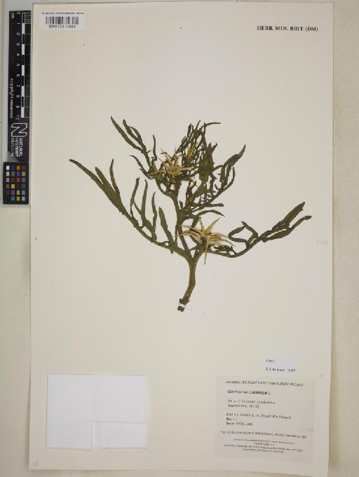 Centaurea calcitrapa L. - BM013414964