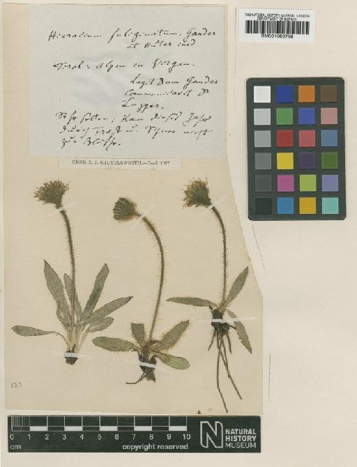 Hieracium glanduliferum subsp. multigladulum (Nägeli & Peter) Zahn - BM001050709