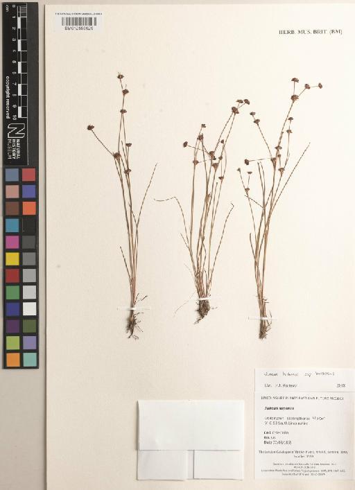 Juncus supinus Moench - BM012556626