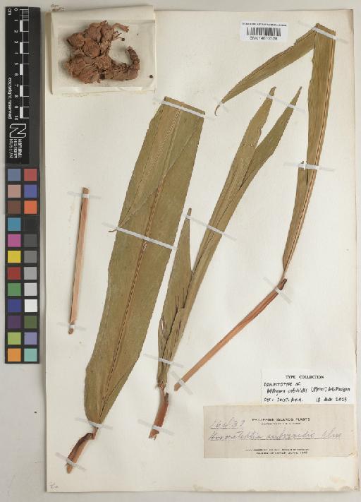 Etlingera subviridis (Elmer) A.D.Poulsen - BM014605328