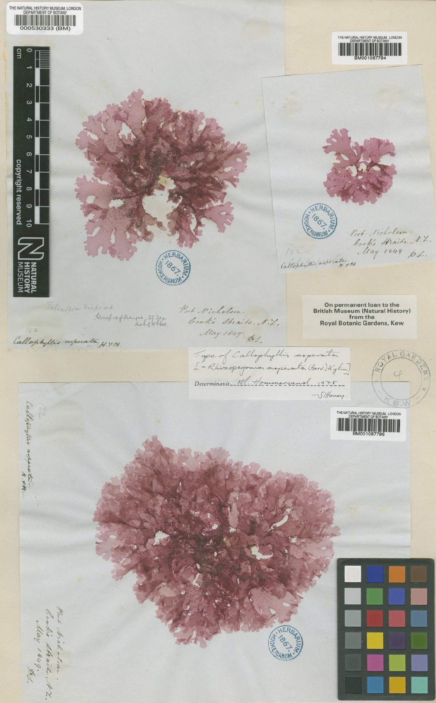 To NHMUK collection (Rhizopogonia asperata (Harv.) Kylin; Isosyntype; NHMUK:ecatalogue:2320901)