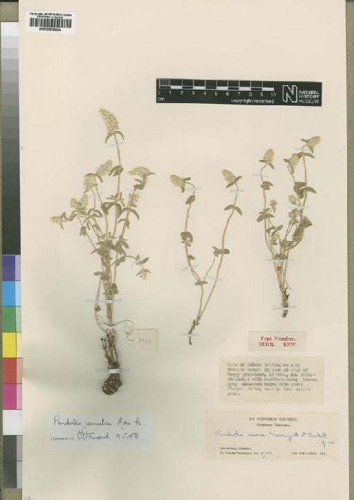Pandiaka incana Suess. & Overkott - BM000910334