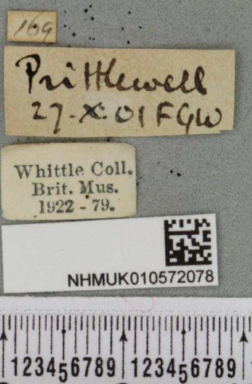 Conistra vaccinii (Linnaeus, 1761) - NHMUK_010572078_label_629795