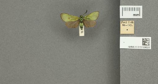 Adscita (Adscita) statices statices (Linnaeus, 1758) - 015189828_775459_1082517