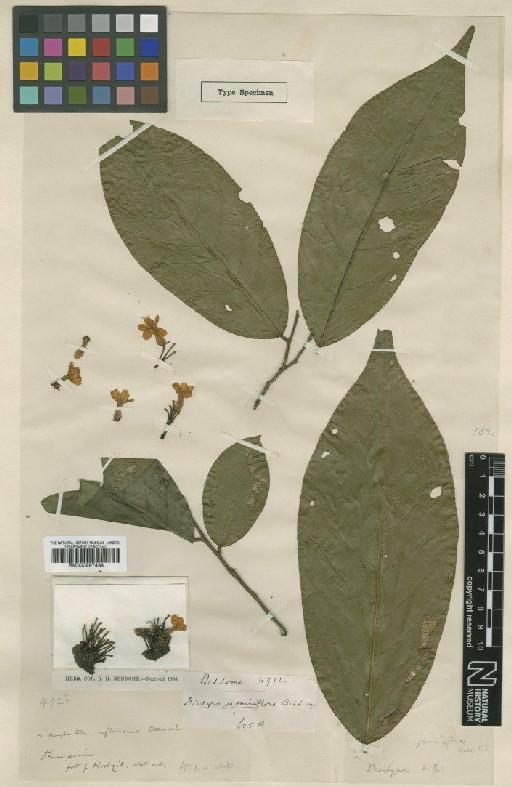 Diospyros jasminiflora Bedd. - BM000997434