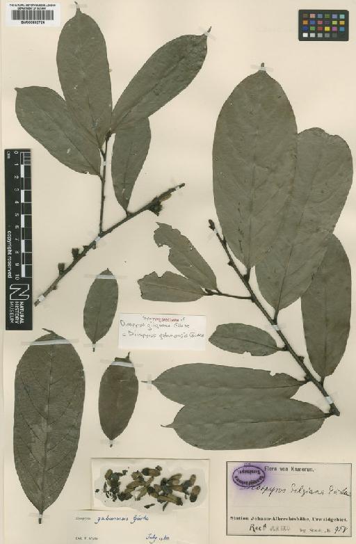 Diospyros gabunensis Gürke - BM000832724