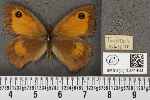 Pyronia tithonus britanniae (Verity, 1914) - BMNHE_1374483_160714