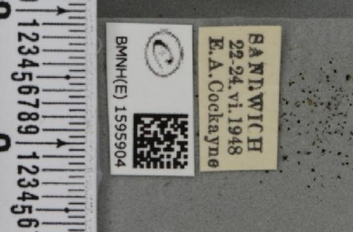 Idaea ochrata (Scopoli, 1763) - BMNHE_1595904_label_261103