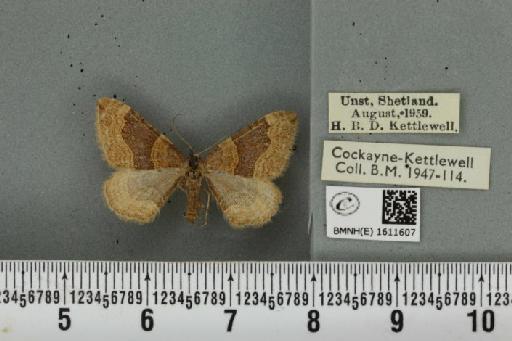 Xanthorhoe decoloraria hethlandica (Prout, 1901) - BMNHE_1611607_308093