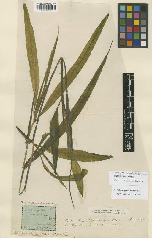 Potamogeton lucens L. - BM001066298