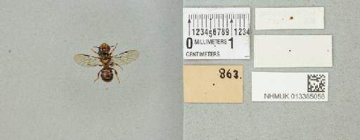 Ceratina flavopicta Smith, F., 1857 - 013385058_additional