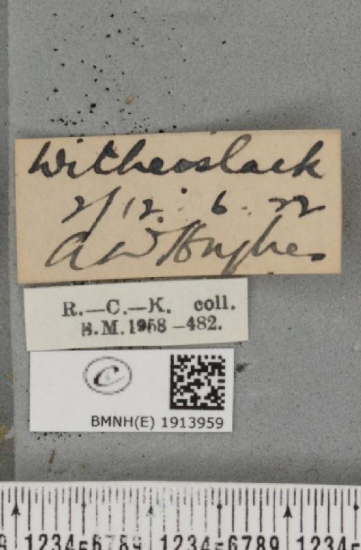 Ectropis crepuscularia (Denis & Schiffermüller, 1775) - BMNHE_1913959_label_480255