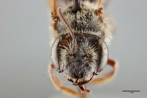 Andrena meraca Cockerell, 1924 - 014025070_face