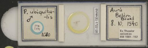 Lutzomyia (Trichophoromyia) ubiquitalis Mangabeira, 1942 - 1722128.jpg