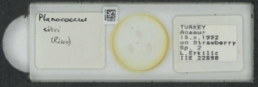 Planococcus citri Risso, 1813 - 010139436_117334_1101300