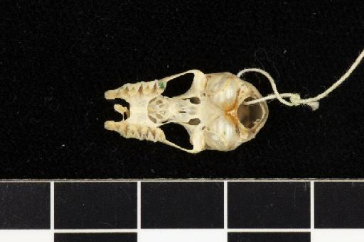 Rhinolophus robinsoni K. Andersen, 1918 - 1918_8_2_1-Rhinolophus_robinsoni-Holotype-Skull-occlusal