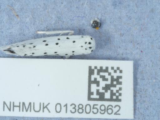 Yponomeuta cagnagella Hübner, 1813 - 013805962_3