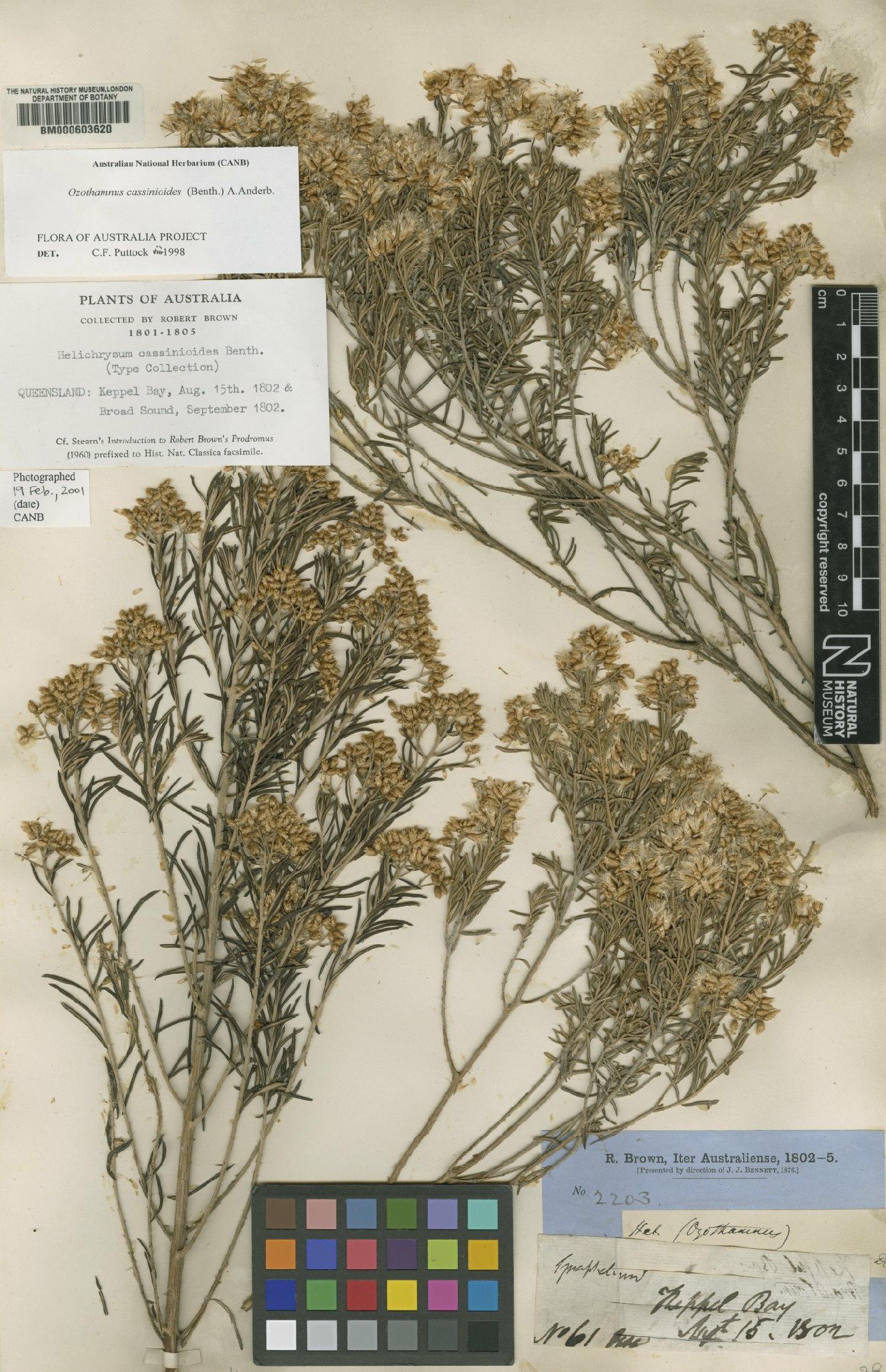 To NHMUK collection (Ozothamnus cassinioides (Benth.) Anderb; Type; NHMUK:ecatalogue:4983368)
