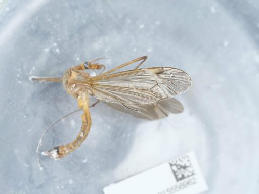 Tipula (Lunatipula) fascipennis Meigen, 1818 - 015556962_2