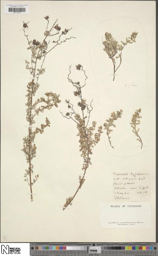 Hypericum thymifolium Banks & Sol. - BM001202829