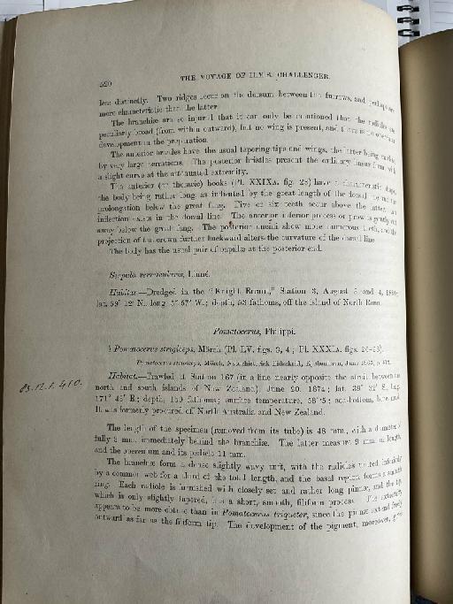 Dasychone orientalis McIntosh, 1885 - Challenger Polychaete Scans of Book 331