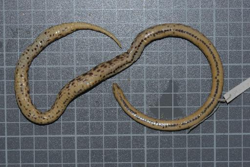 Atractus erythromelas Boulenger, 1903 - Image of specimen 1946.1.7.17