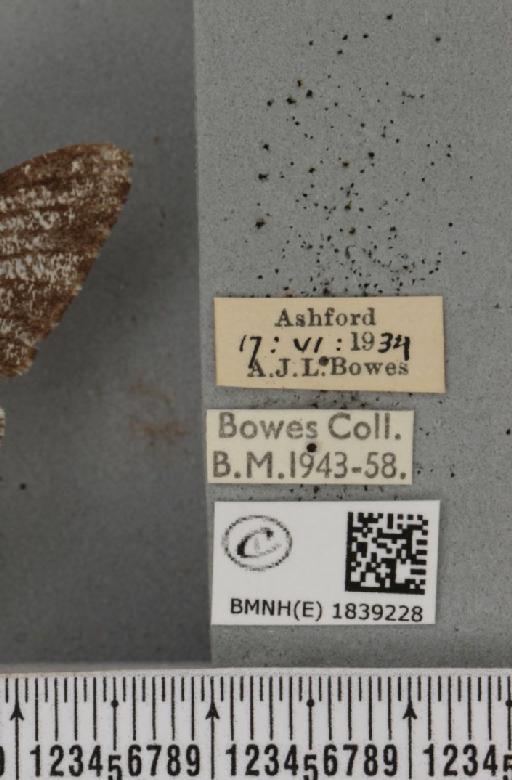Biston betularia ab. insularia Thierry-Mieg, 1886 - BMNHE_1839228_label_412924