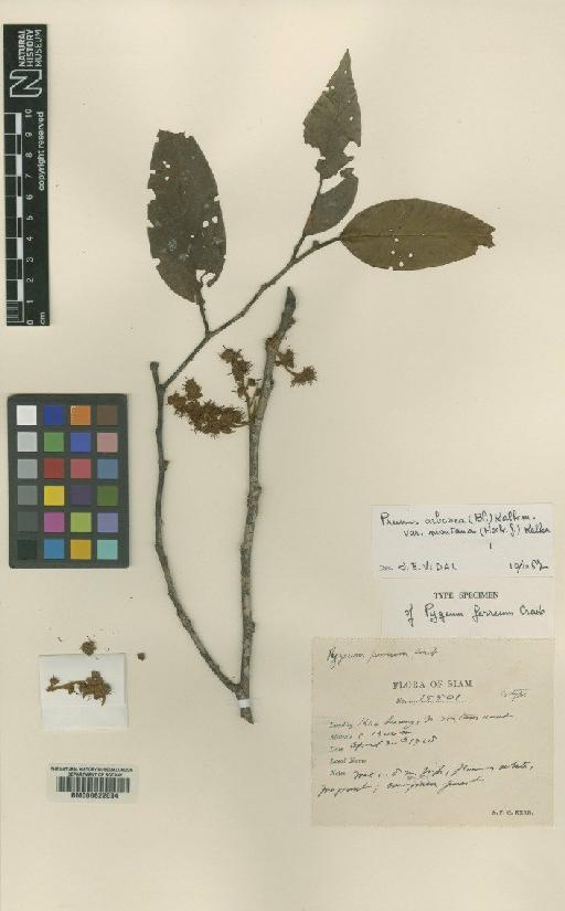 Prunus arborea var. montana (Hook.f.) Kalkman - BM000622034