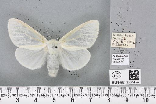 Leucoma salicis (Linnaeus, 1758) - BMNHE_1561454_251142