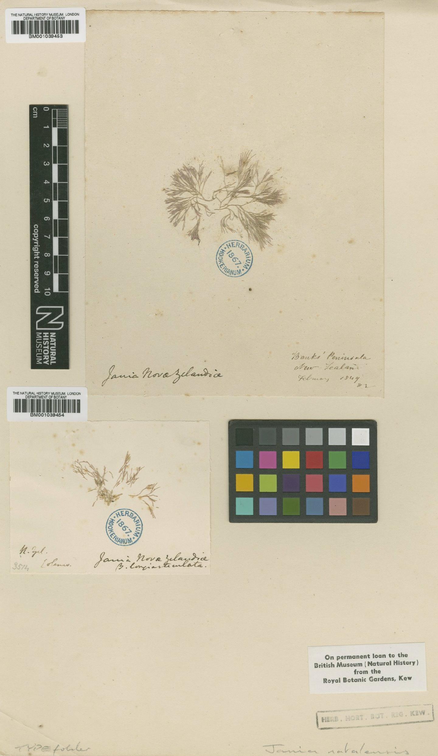 To NHMUK collection (Jania natalensis Harv.; TYPE; NHMUK:ecatalogue:716535)