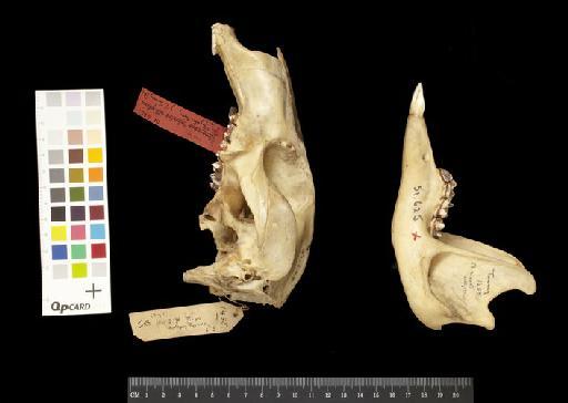 Macropus robustus alligatoris Thomas, 1904 - 1951.625_Skull_Lateral