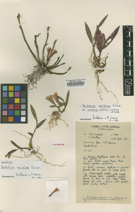 Dendrobium vexillarius var. uncinatum (Schltr.) T.M.Reeve & P.Woods - BM000038446