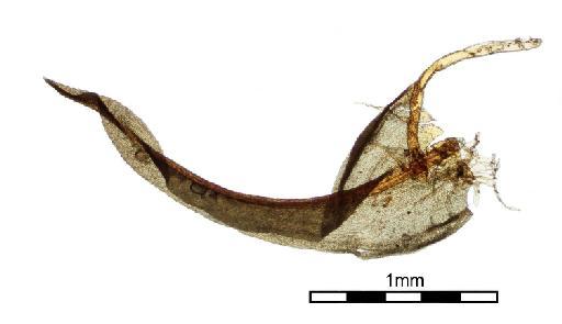 Bryoerythrophyllum wallichii (Mitt.) P.C.Chen - Trichostomum atrorubens var. circinans_BM001006617wholeleaf.