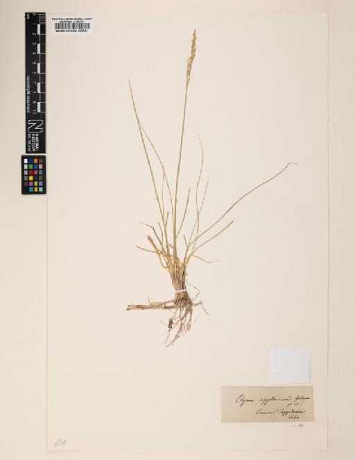 Elymus cappadocicus Boiss. & Balansa - 000013902