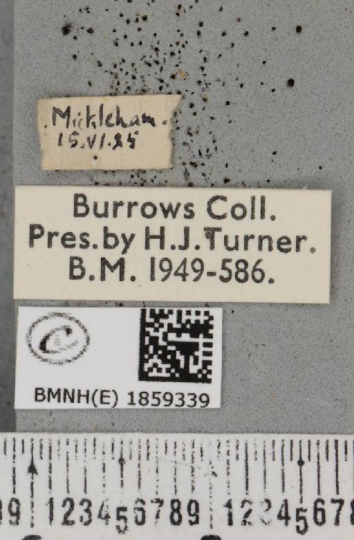 Pseudopanthera macularia ab. xantholeuca Bubaçek, 1926 - BMNHE_1859339_label_429750