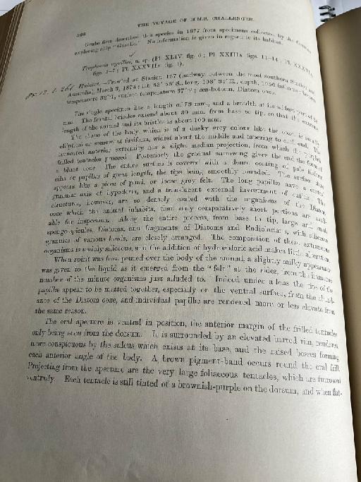 Glycera lamelliformis McIntosh, 1885 - Challenger Polychaete Scans of Book 215