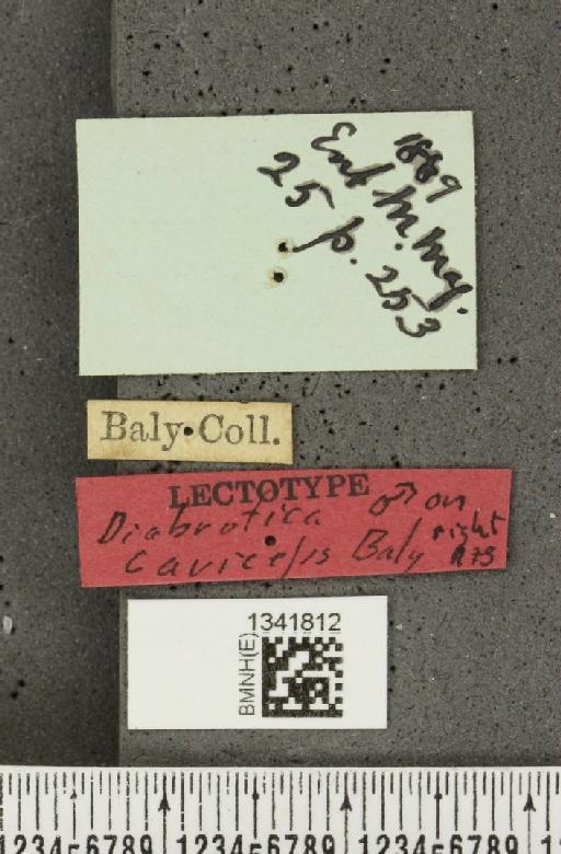 Gynandrobrotica caviceps (Baly, 1889) - BMNHE_1341812_a_label_23522